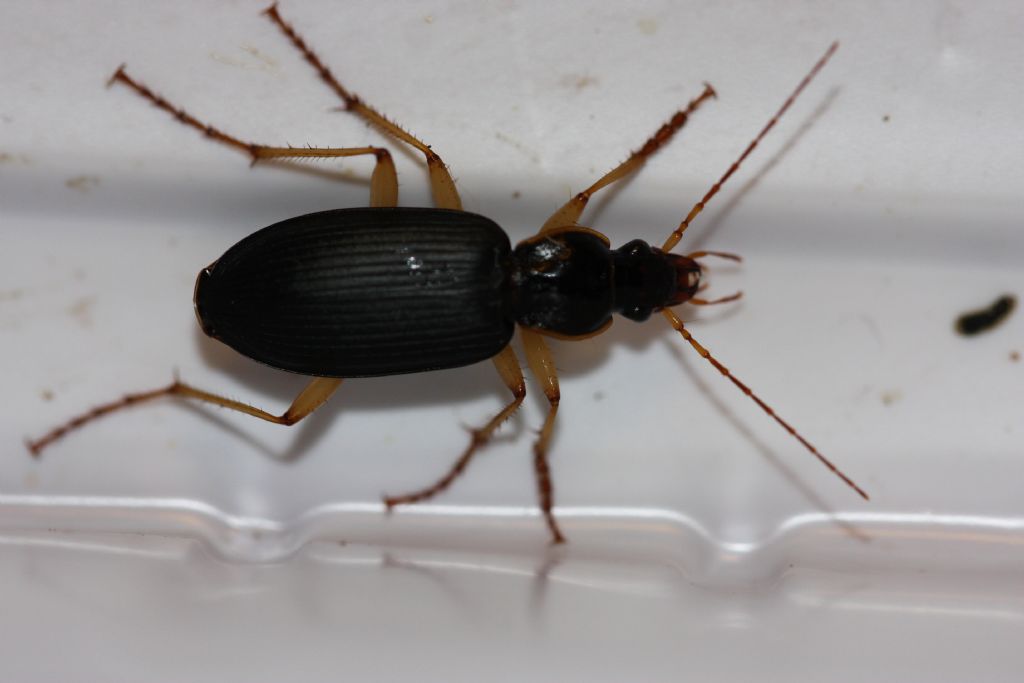 Carabidae: Pseudoophonus sp. ... no, Dolichus halensis